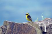 Tejedor enmascarado(Ploceus velatus)