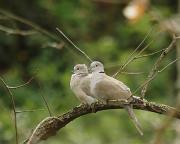 Tòrtores turques (Streptopelia decaocto)