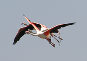 Tres flamencs volant junts