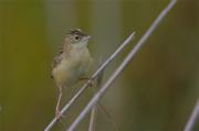 Trist jove(Cisticola juncidis)???