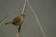 Trist(Cisticola juncidis) con dudas de identificación.