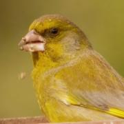 Primer pla verdum (Carduelis chloris)