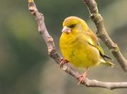 Verdum (Carduelis clhoris)