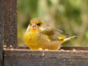 Verdum, verderón común (Carduelis chloris)