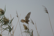 Xoriguer petit(Falco naumanni)