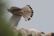 Xoriguer comú femella (Falco tinnunculus)
