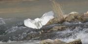 Martinet blanc (Egretta garzetta)