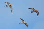 Aguja colinegra  (Limosa limosa)