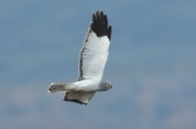 Aguilucho palido macho (Circus cyaneus)