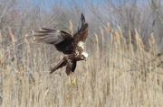 Aguilucho lagunero