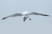 Gaviota patiamarilla