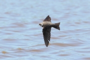 Avion zapador (Riparia riparia)