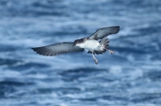 Pardela mediterrànea (Puffinus yelkouan)