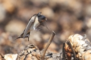 Golondrina comùn