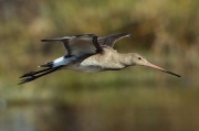 Aguja colipinta (Limosa lapponica)