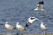 Avoceta