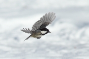 Carbonero garrapinos (Parus ater)