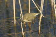 Mosquitero comun