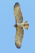 Aguila culebrera