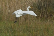 Garceta grande (Egretta alba)