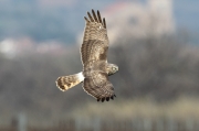 Aguilucho palido hembra  (Circus cyaneus)