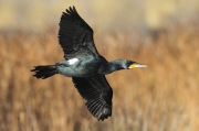 Cormorán