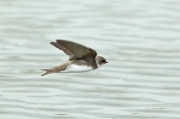 Avion zapador  (Riparia riparia)