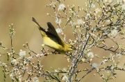 Mosquitero musical  (phylloscopus trochilus)