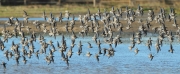 Correlimos comun  (Calidris alpina)