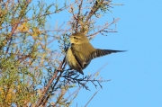 Mosquitero común