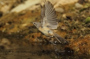 Curruca carrasquena (sylvia cantillans)