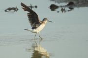 Andarrios grande (Tringa ochropus)