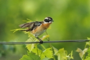 Tarabilla nortena (Saxicola rubetra)