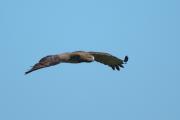 Aguila culebrera (Circaetus  gallicus)