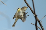 Mosquitero papialbo (Phylloscopus Bonelli)