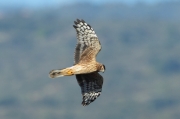 Aguilucho palido (Circus cyaneus)