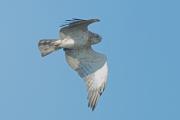 Aguila culebrera (circaetus gallicus)