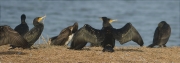 Corb marí gros (Phalacrocorax carbo)