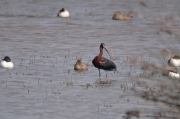 Capó reial ( Plegadis fascinellus )