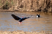 Polla blava (Porphyrio porphyrio) 2de2