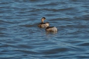 Cabusset (Tachybaptus ruficollis)