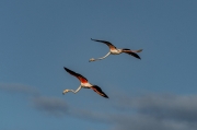 Flamenc (Phoenicopterus ruber)