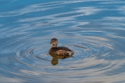 Cabusset (Tachybaptus ruficollis)