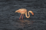 Flamenc (Phoenicopterus ruber)