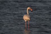 Flamenc (Phoenicopterus ruber)