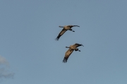 Grues (Grus grus)