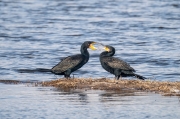 Corb marí  (Phalacrocorax carbo)