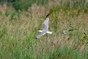 Gavià argentat (Larus michahellis) i Xatrac menut (Sterna albifrons)