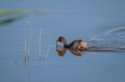 Cabusset (Tachybaptus ruficollis)