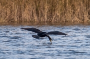 Corb marí  (Phalacrocorax carbo)